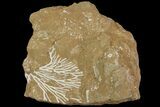 Ordovician Bryozoan (Pseudohornera) Plate - Estonia #89740-1